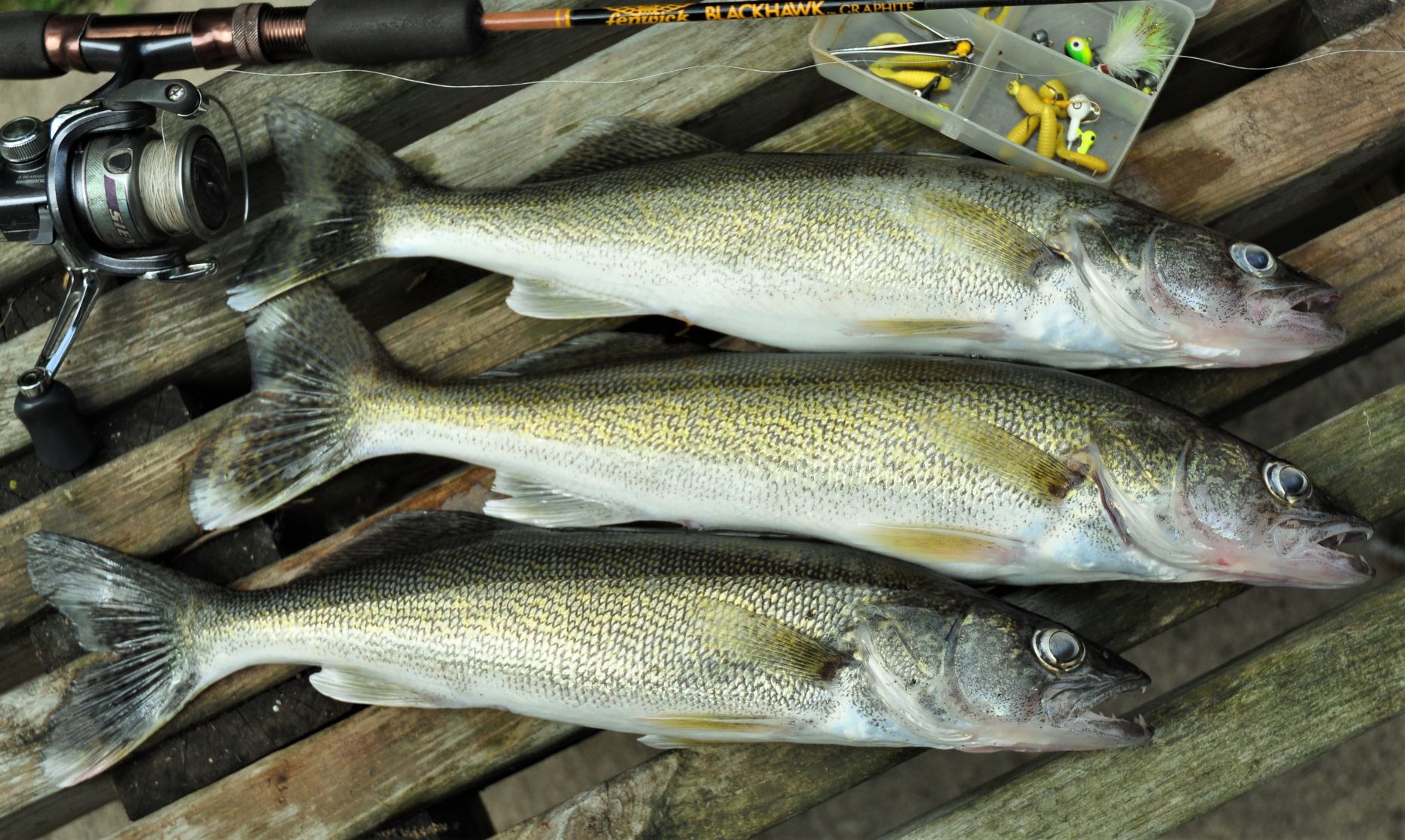 Walleye from Clear Lake